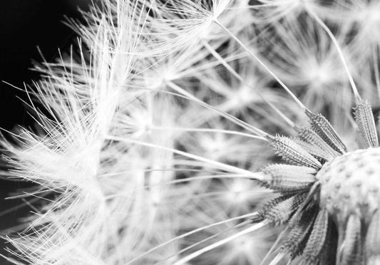 Fotobehang - Black and white dandelion