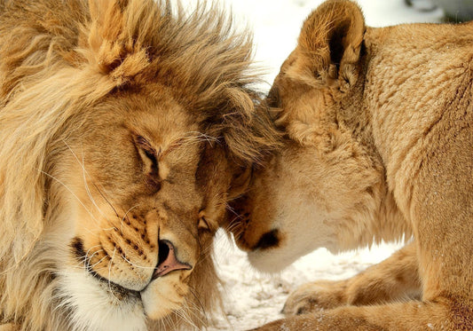 Selbstklebende Fototapete - Lion Tenderness