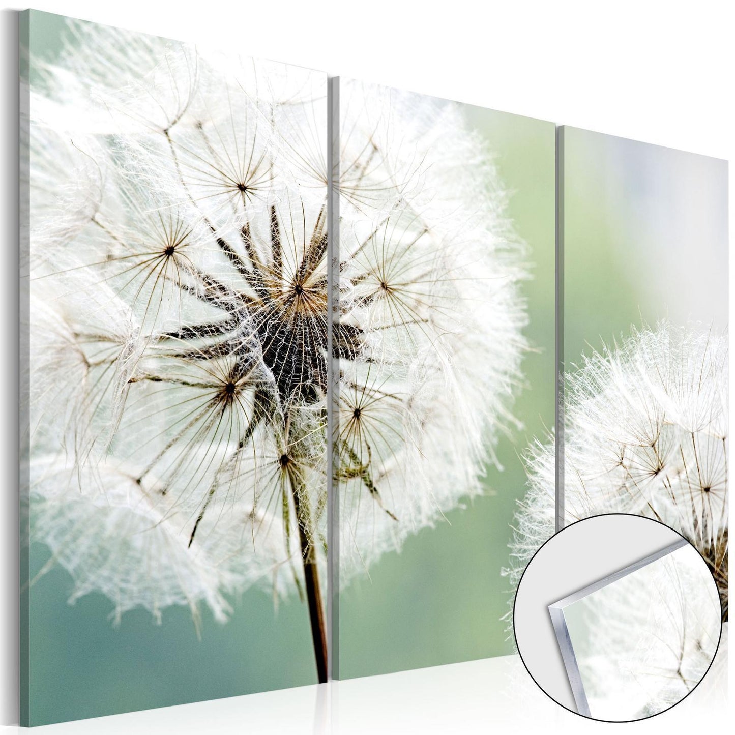 Image on acrylic glass - Fluffy Dandelions