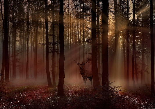 Selbstklebende Fototapete - Mystischer Wald - Erste Variante