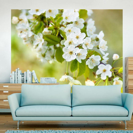 Wall Mural - Beautiful delicate cherry blossoms