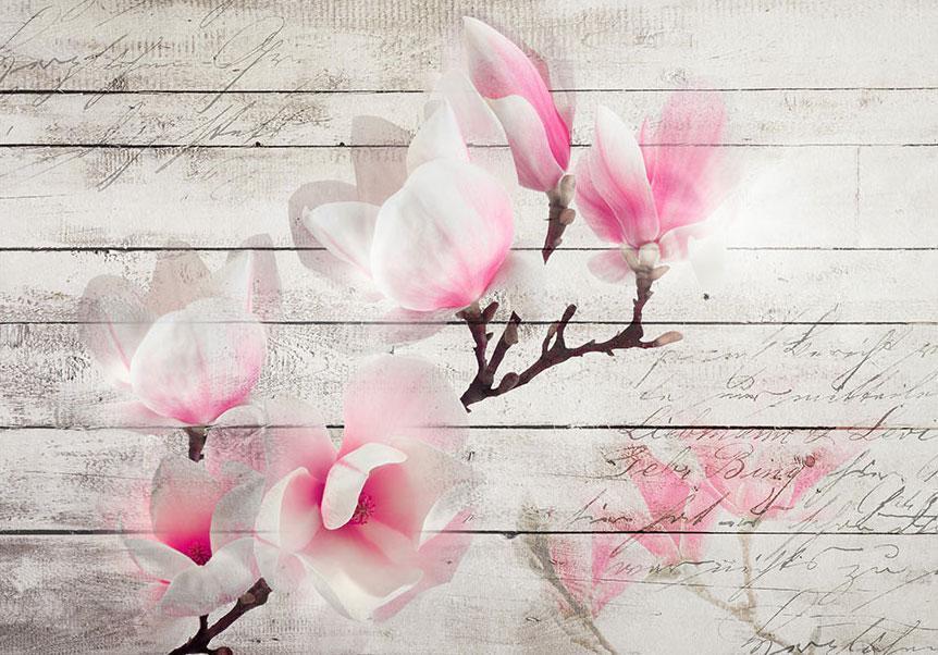 Fotobehang - Gentleness of the Magnolia