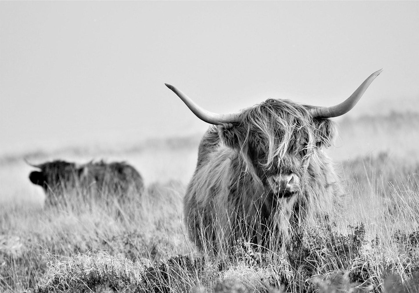 Selbstklebende Fototapete - Highland Cattle