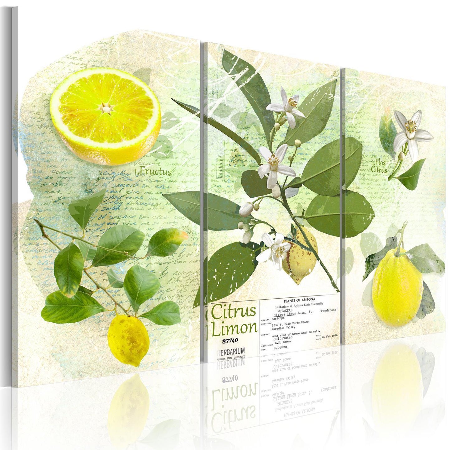 Painting - Fruit: lemon